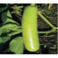 INDO-US 117 F1 HY BOTTLE GOURD