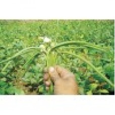 INDO-US INDU COW PEA