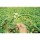 INDO-US INDU COW PEA