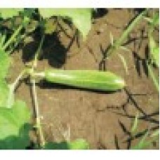 INDO-US PRIYA CUCUMBER