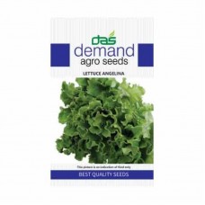 Demand agro seeds ( Lettuce Angelina ) 300 Seeds