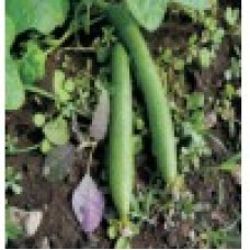 INDO-US-SHIVA (O.P.) SPONGE GOURD