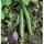 INDO-US-SHIVA (O.P.) SPONGE GOURD