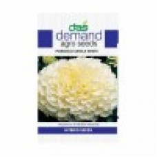 DAS agro seeds ( Marigold vanila white ) 60 seeds