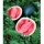 Mhyco watermelon sugar baby
