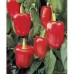 Namdhari Capsicum (GH Red) NS 280