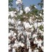 Cotton Seeds Ajeet 155 BG - 2