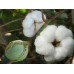 Cotton Seeds Ankur Jai BG -2