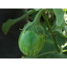 अंकुर हाइब्रिड बैंगन-हर्षल (10 ग्राम) सब्जी बीज- 10 जीआरएम