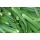 Ankur Hybrid – No.221 Okra (Bhendi ) Vegetable Seeds- 100 GRM