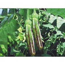 अंकुर हाइब्रिड बैंगन-सचिन (10 ग्राम) सब्जी बीज