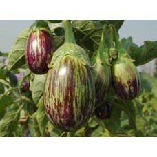 अंकुर हाइब्रिड बैंगन-विजय (10 ग्राम) सब्जी बीज