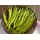 Ankur Hybrid  Chilly ARCH – 930  (10 g ) - Vegetable Seeds 