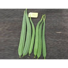 अंकुर हाइब्रिड रिज गौर्ड-लाटिका (10 ग्राम) सब्जी के बीज