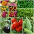 Vegetable Seeds (145)