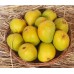 Devgad Alphonso Mango - Hapus - 1 Dozen