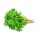CORIANDER- DHANIA  Vegetable Seeds