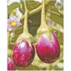 Nirmal Hybrid BrinJal Vegetable Seeds NBH-1300 -10 GRM