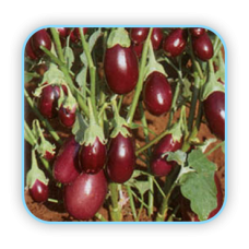 Sungro  Hybrid Brinjal Pragati (10g) Vegetable Seeds