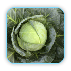 Sungro  Hybrid cabbage  S-996 (10g) vegetable Seeds