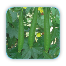 sungro Hybrid Spong gours vegetable Seeds  Nutan(10g)