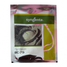 syngenta Cabbage BC-79