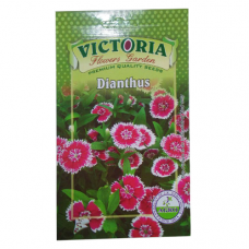 विक्टोरिया Dianthus फूल बीज
