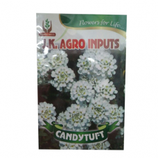 Candytuft Flower Seed