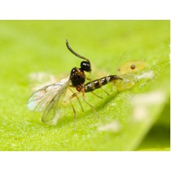 Biological Control