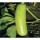INDO-US-117 F1 HY BOTTLE GOURD