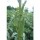 INDO-US 999 F1 HY OKRA