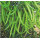 Nirmal Hybrid chilli Vegetable Seeds NCH-913 -10 GRM