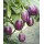 VNR  Brinjal Vegetable Seeds MANJUSHREE-10 GRM