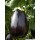 VNR Hybrid Brinjal Vegetable Seeds F1 Poonam -10 GRM