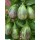 VNR  Brinjal Vegetable Seeds VNR SIMRAN-10 GRM