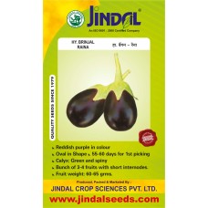  Jindal Brinjal Hybrid (baingan Seeds)-Raina-10GM