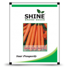Carrot -Shine Early Nantes