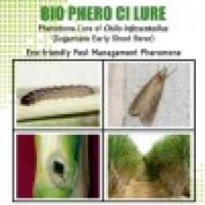 Lure For Sugarcane Early Shoot Bor arly Shoot Bor arly Shoot Borer (Chilo infescatellus)-CI Pack of 10