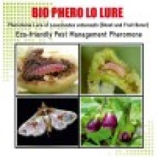 Lure For Brinjal Shoot and Fruit Borer (Leucinodes orbonalis)-LO Pack of 10